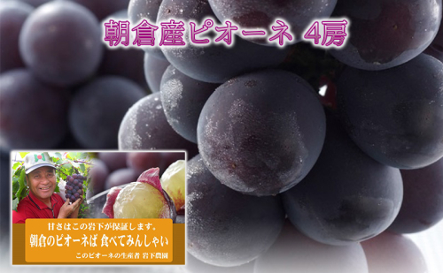 ぶどう ピオーネ 2025年発送 4房 化粧箱入り ブドウ 葡萄 デザート フルーツ 果物 (有)ティース 配送不可：離島