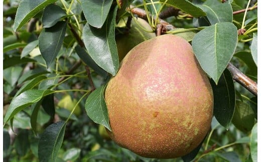 【ふるさと納税】先行予約 洋梨 フレミッシュビューティー 3kg 熊谷農園 [ 数量限定 梨 なし 西洋梨 日面紅 フルーツ 果物 デザート 旬 秋 人気 おすすめ 産地直送 送料無料 お取り寄せ 岩手 陸前高田 ] 2026年10月から発送予定