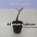 【ふるさと納税】アデニウムアラビカム　Adenium arabicum_栃木県大田原市生産品_Bear‘s palm | 塊根植物 codex アデニウムアラビカム　アデニウム 植物 プラント 人気 おすすめ 送料無料
