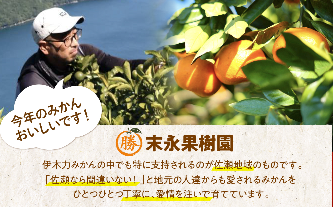 【2回定期便】伊木力温州みかん3kg (ご家庭用、箱入り) / 伊木力 温州みかん みかん ミカン 蜜柑 佐瀬 諫早 多良見 長崎 / 末永果樹園 [AHBD008]