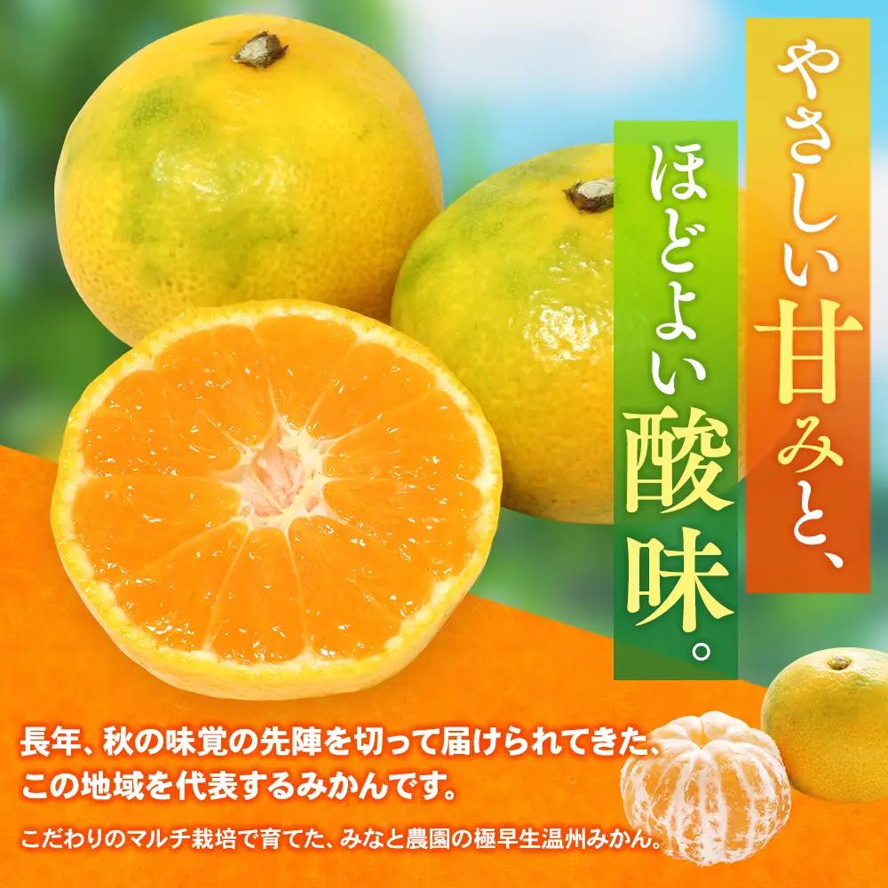 みかん 極早生温州みかん 約5kg マルチ栽培【mntf0003】