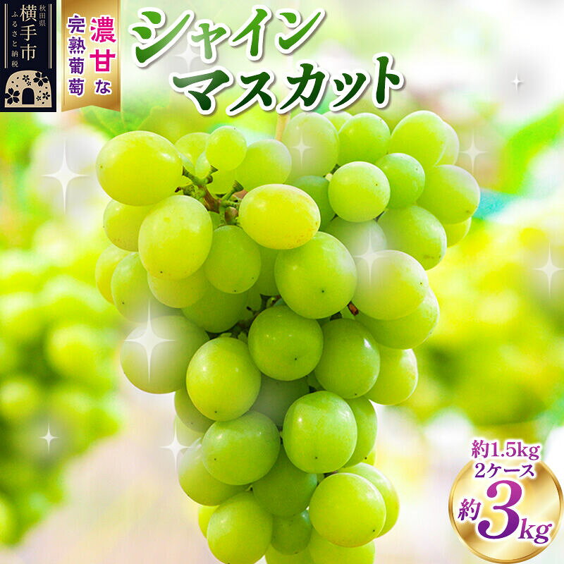 【ふるさと納税】横手市大沢地区産のぶどう（シャインマスカット）約1.5kg×2ケース 濃甘な完熟葡萄 [ぶどう ブドウ 葡萄 果物 フルーツ 横手産 秋田産 秋田県産]