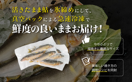 予約受付【期間限定】（2025年8月上旬頃から発送）幻の弓掛鮎 5尾セット（総重量 300g以上）【冷凍パック】鮎 あゆ アユ ゆがけ 下呂市 金山 クラブハウス馬瀬川【107-1】