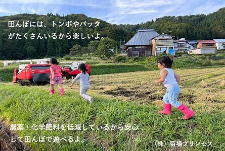 【令和8年産先行予約】魚沼産こがねもち 精米5kg 特別栽培米 農薬化学肥料5割減 |津南町 こがねもち