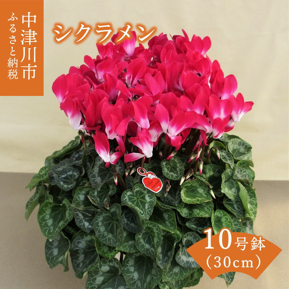 【ふるさと納税】シクラメン 10号鉢（30cm） ますだ農園 【お届け：11月～12月】 花 植物 フラワー F4N-2830