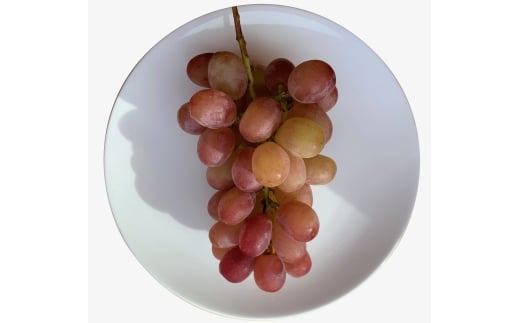 【2025年先行予約】訳あり クイーンルージュ®  約2kg ( 3~5房 )｜ 果物 フルーツ 赤ぶどう 葡萄 ブドウ 種無し 種なし 皮ごと 千曲市 長野県 信州
