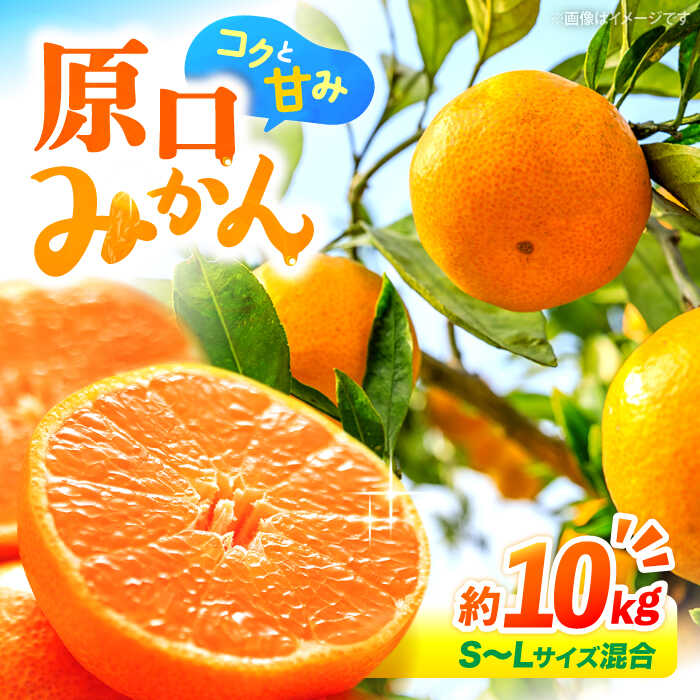 【ふるさと納税】【12月より発送開始】 原口 みかん 約 10kg （S〜Lサイズ混合）＜横坂農園＞[CFW003] 長崎 西海 みかん ミカン 蜜柑 柑橘 甘い 5kg 10kg