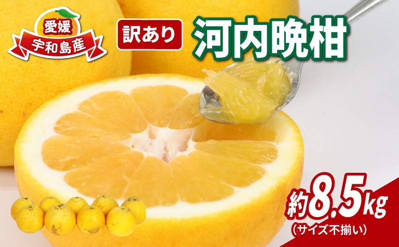 
                  訳あり 河内晩柑 約 8.5kg サイズ不揃い 玉津みかん ニュービジネスユニット 先行予約 晩柑 和製 グレープフルーツ 果物 フルーツ 柑橘 みかん 蜜柑 愛媛みかん 愛媛ミカン 愛媛蜜柑 産地直送 農家直送 産地直送 数量限定 国産 愛媛 宇和島 B012-058010
                