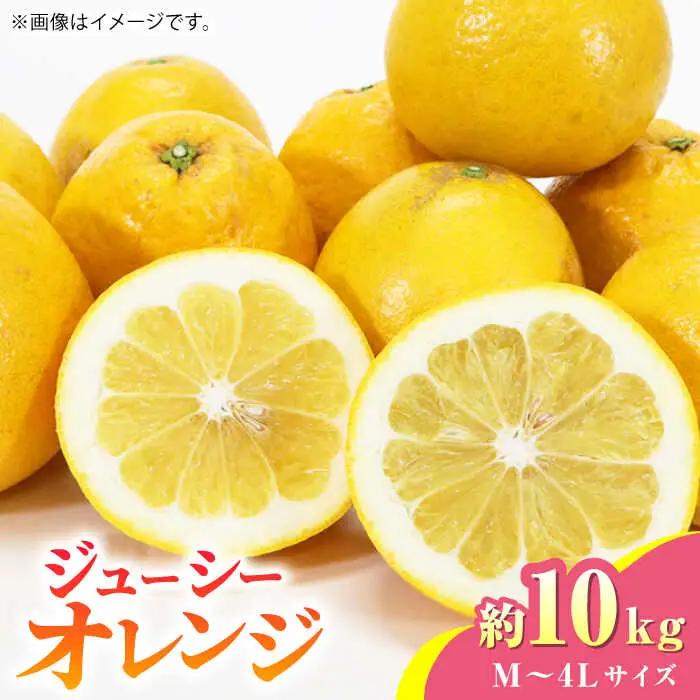 【先行予約】ジューシー オレンジ 約10kg 果物オレンジ柑橘ZBG012