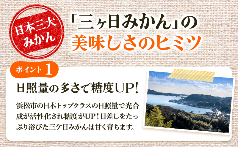 5kg 三ヶ日みかん プレミアム 青島 蜜柑 ミカン 果物 フルーツ 浜松