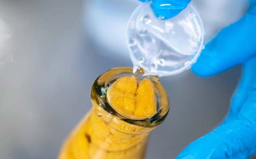 【発祥の地】【牛乳瓶入り生うに】【2026年5月中旬以降発送 】菅原商店 生うに 150g×3本 国産 三陸山田 岩手県 山田町 三陸 旬 うに 牛乳瓶 無添加 ウニ 雲丹 うに丼 無添加ウニ キタムラサキウニ 特選 ミョウバン不使用 YD-903