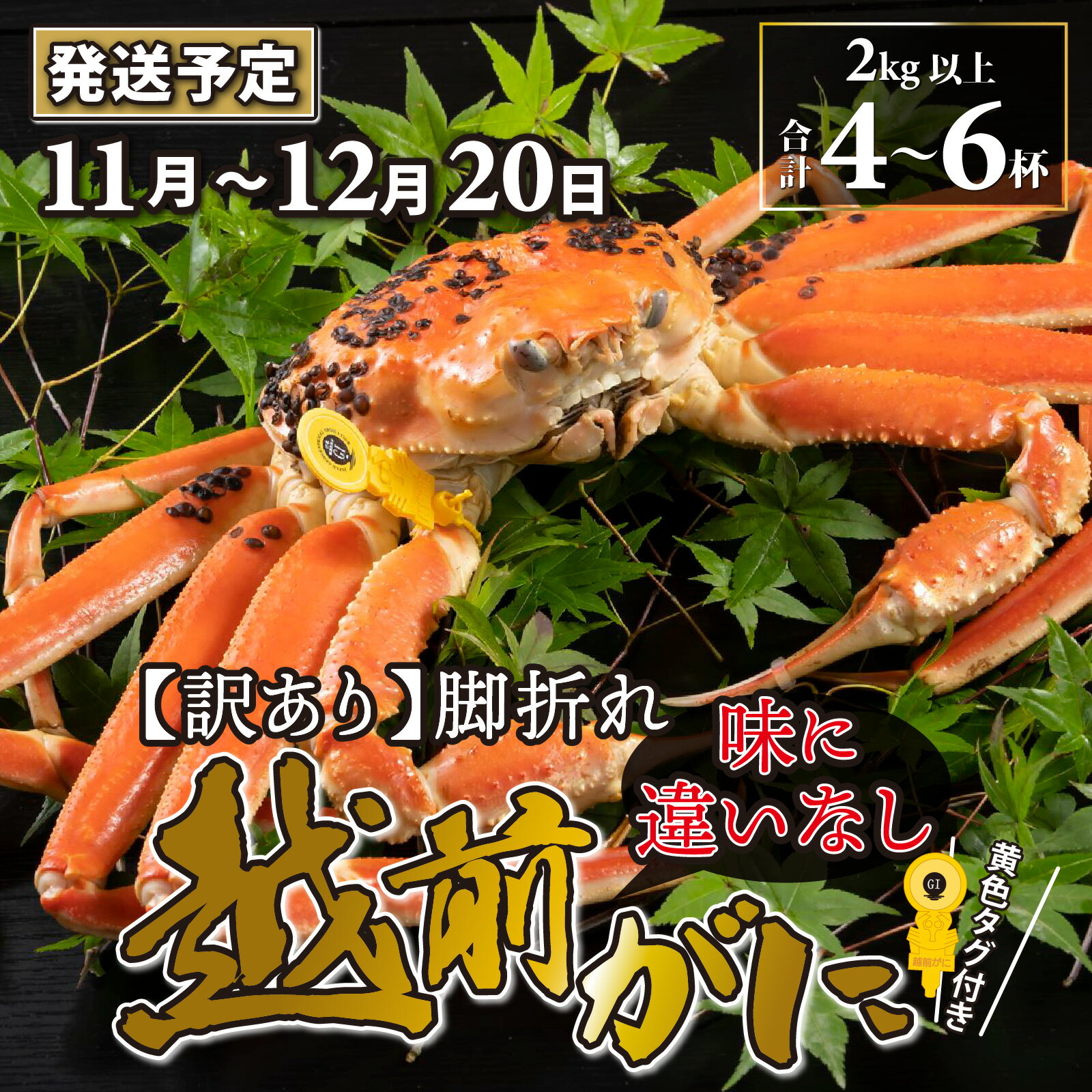 【ふるさと納税】【先行予約】【訳あり】越前がに 4～6杯 （合計2kg以上） 脚折れ【11月～12月20日発送予定】 | 雄 ズワイガニ ずわいがに ズワイ蟹 越前ガニ ボイル 冷蔵 ご自宅用 カニ しゃぶしゃぶ 海鮮 カニすき カニ鍋 カニしゃぶ かに 国産 南越前町 送料無料