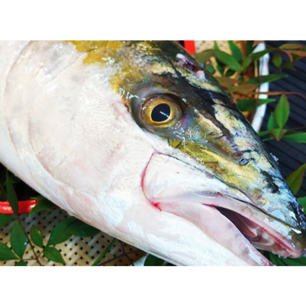 【ふるさと納税】長崎近海 活き〆天然寒ぶり 1匹 5kg台（5.2kg～5.8kg） 丸ごと1本!! ブリ 鰤 魚介類 鮮魚 水産物 刺身 ぶりシャブ 照り焼き 塩焼き 冷蔵 長崎県産 国産 九州 長崎県 長崎市 送料無料 【2025年9月下旬～2026年2月下旬迄発送予定】