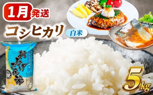 米 【1月発送】 コシヒカリ 白米 5kg 米 お米 5kg 5キロ 白米 精米 新米 コメ ご飯 ごはん 愛知県産 国産 県産米 国産米 コシヒカリ こしひかり 発送 時期 選べる 産地直送 15000円 1万5千円 令和7年 愛西市 / 脇野コンバイン [AECP021-5]