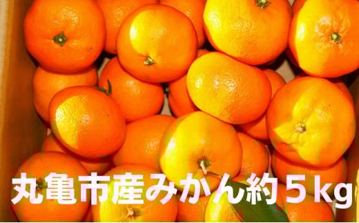 【先行予約】みかん 約5kg 柑橘 ミカン 蜜柑 オレンジ 果物 くだもの フルーツ 果実 ギフト 贈答用 プレゼント 11月～ 順次発送 香川県 丸亀市