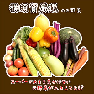 横須賀産野菜セット 大盛り 7種 詰め合わせ【横須賀商工会議所 おもてなしギフト事務局（三浦半島直売所）】 [AKES002]