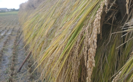 【令和8年産先行予約】ササシグレ 玄米 約10kg | ニチカ農園