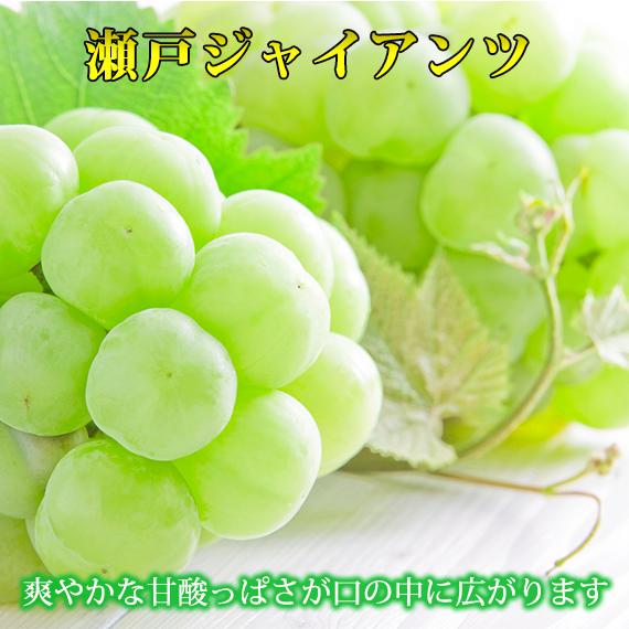 【ふるさと納税】紀州かつらぎ山の瀬戸ジャイアンツ 約2kg［2025年8月中旬以降発送予定］［UT30］ | フルーツ 果物 くだもの 食品 人気 おすすめ 送料無料