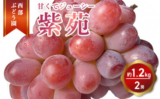 西部ぶどう園 紫苑2房 約1.2kg 葡萄 フルーツ 果物【 皮ごと パリッ 美味しい 白ぶどう 高糖度 詰合せ ジューシー 甘い 贈答用 】※2026年9月下旬頃より順次発送予定 ※沖縄・離島への配送不可