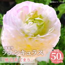 【ふるさと納税】ラナンキュラス 桃色系てまり 切花 50本 家庭用 白地 ピンクの縁 花 フラワー 花びら 自宅用 おすそ分け 記念日 内祝い お祝い 観賞 植物観賞 観賞用 美しい 上品 日持ちが良い 香川県 高松市 オリジナル品種 オリジナル 送料無料