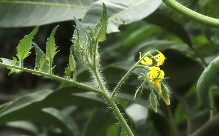 てぃーだの恵みと田里さんの愛情たっぷり！ミニトマト 赤2kg ミニトマト トマト 野菜 甘い 濃厚 フルーツ デザート フレッシュ サラダ スープ ピザ パスタ ソース トマト料理 リコピン ビタミン