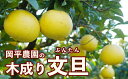 【ふるさと納税】 数量限定 訳あり 岡平農園の木成り文旦 6kg 先行予約 訳あり 文旦 みかん 柑橘 グレープフルーツ 果物 フルーツ おいしい 愛媛 愛南 産地直送 国産 農家直送 数量限定 人気 限定 ジューシー 甘い 木成り 岡平農園 発送:2025年3月中旬～