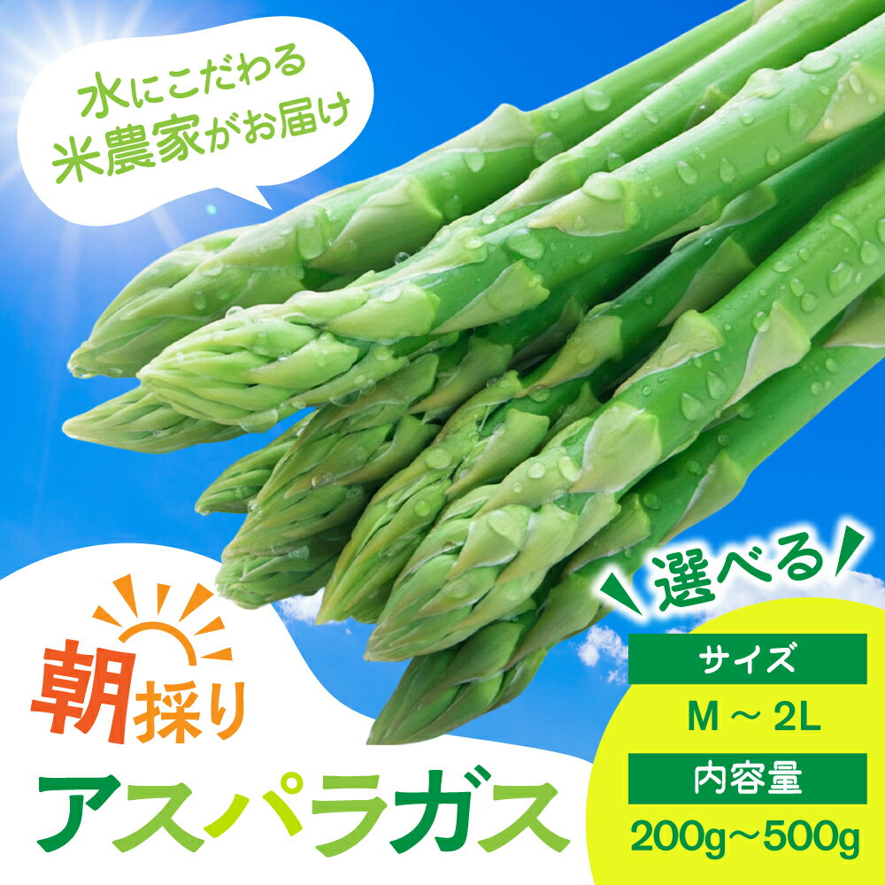 【ふるさと納税】数量限定《先行予約》令和8年産 6月下旬から発送 米 農家がつくる！朝採れアスパラガス M~L L~2L 選べる内容量 200g 500g 野菜 やさい 新鮮 アスパラ 不揃い 訳あり お米 農家 池本農園［Q1411］5000円ちょうど 5000円 10000円 5千円 1万円 旬《hida0307》