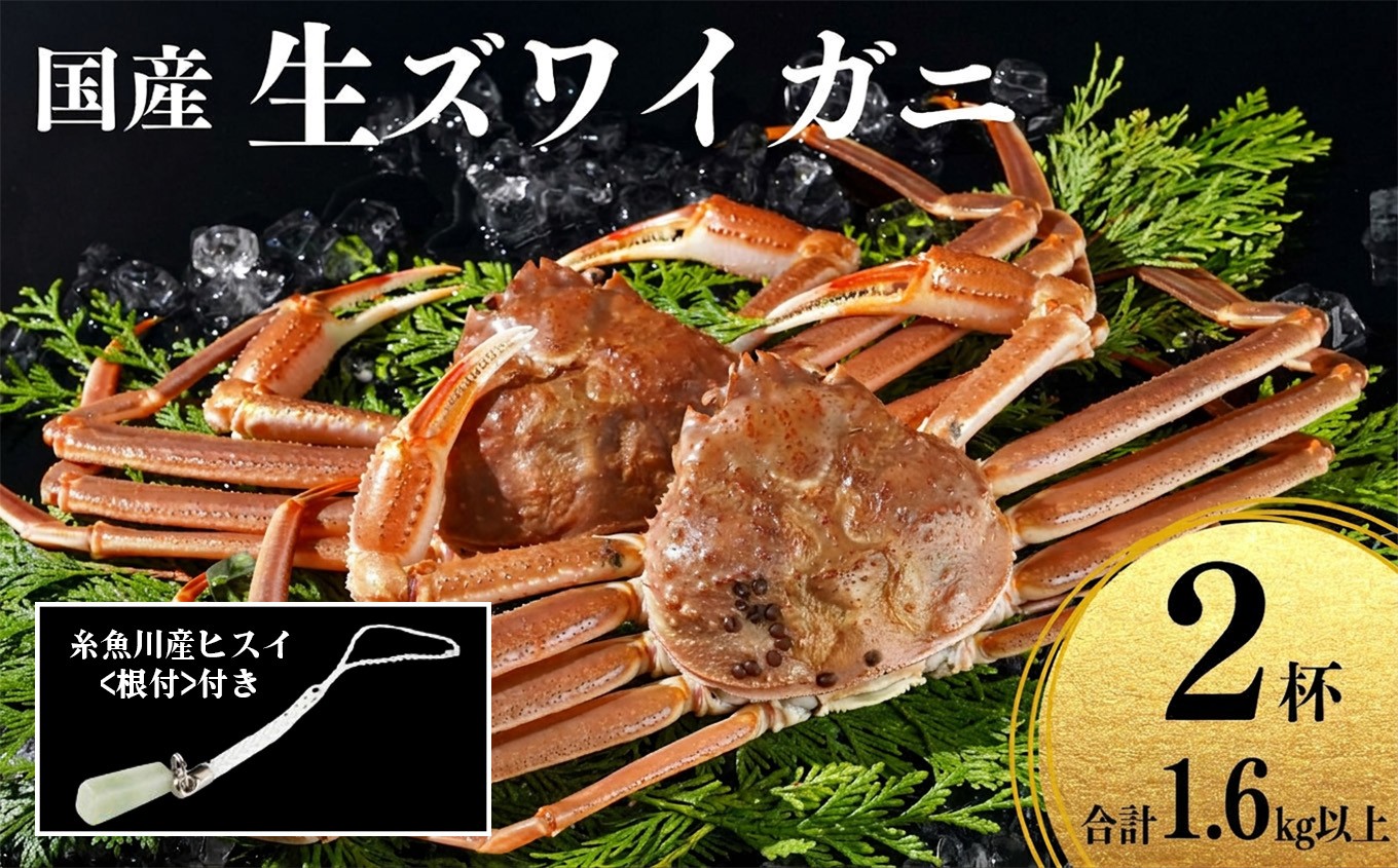 〈期間限定〉生 本ズワイガニ  800g以上×2杯 計1.6kg以上 《ヒスイ根付付き》『煌めき』姿 生きたまま発送 生蟹 糸魚川産 鮮度抜群！獲れたて直送 ずわいがに かに 蟹 ヒスイ水産 国産 日本海 新潟 新鮮 タグ付き 11月から漁開始 ギフトにも おススメ カニ ヒスイ蟹