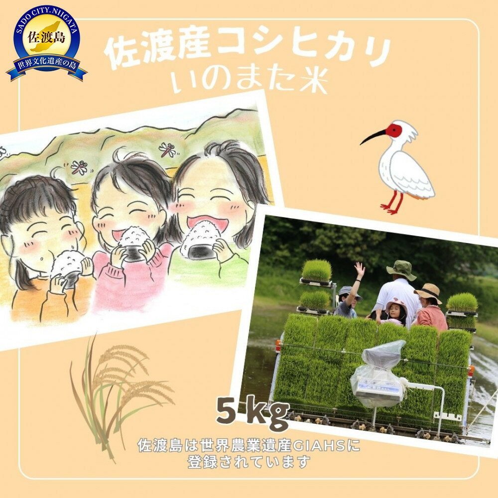 【ふるさと納税】【先行予約】10月中旬以降発送 令和7年産コシヒカリ　精米（無洗米）5kg　農家直送　佐渡市いのまた米 | お米 こめ 白米 食品 人気 おすすめ 送料無料