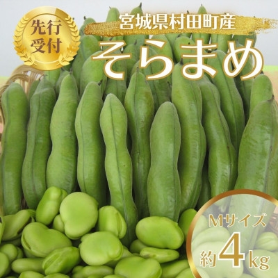 
                  ＜先行受付2026年＞そらまめ 約4kg Mサイズ 宮城県村田町産【1451278】
                