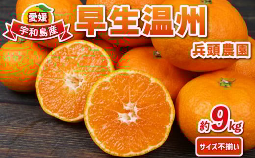 早生みかん 早生温州 9kg サイズ不揃い 兵頭農園 みかん mikan 愛媛みかん 愛媛蜜柑 早生 温州 温州みかん 精品 規格外混合 不揃い 果物 くだもの フルーツ 柑橘 蜜柑 産地直送 農家直送 数量限定 国産 愛媛県産 愛媛 宇和島 B012-055001