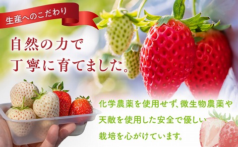 《2026年発送》【数量・期間限定】宮崎冬物語HOKUSAIGIFT紅白苺＋たまたまエクセレント 苺 いちご イチゴ おおきみ苺 おおきみいちご 白イチゴ 白苺 白いちご きんかん キンカン エクセレ