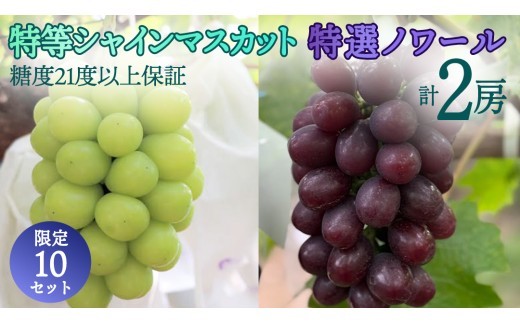 
                  《 2026年 収穫分 》 特等/特選 希少マスカット 2種 約1.4kg シャインマスカット ノワール 糖度21度以上 先行予約 当日収穫 当日発送 弓削ぶどう園 国産 茨城県 桜川市 マスカット ぶどう セット フルーツ 詰め合わせ 詰合せ 果物 くだもの フルーツ 採れたて デザート 旬 自宅用 家庭用 ギフト 贈答 プレゼント [AC007sa]
                