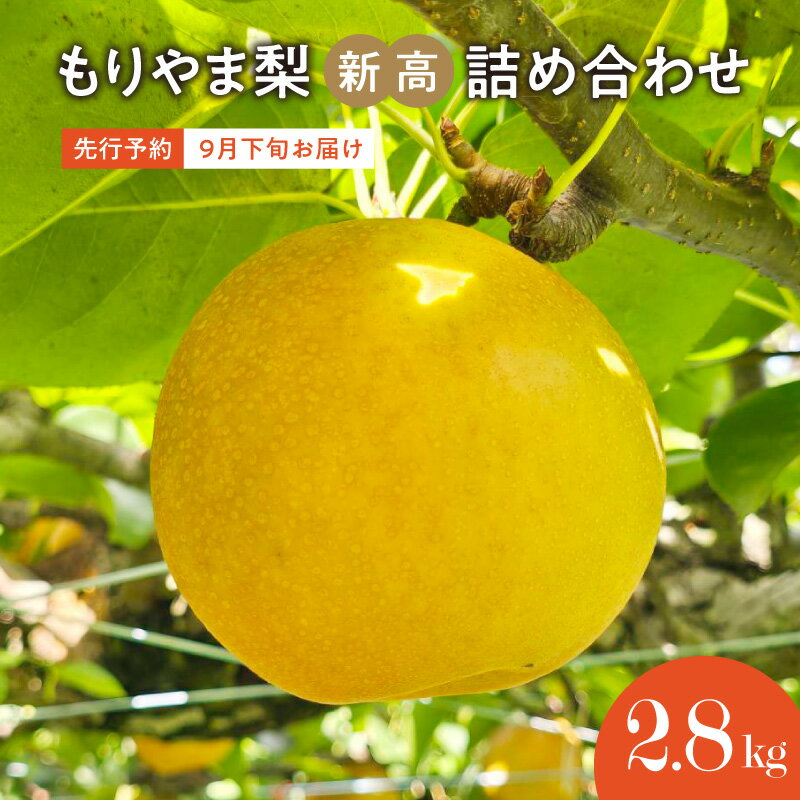 【ふるさと納税】先行予約　びわこもりやまフルーツランドもりやま梨　 新高 詰め合わせ 箱入 ギフト　大玉 果汁たっぷり 完熟採り　生産農家直送 果物 フルーツ 滋賀県 守山市 送料無料