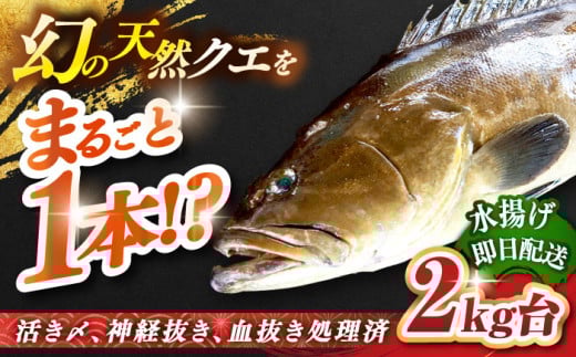 天然クエ（2ｷﾛ台・丸もの） [JBS040]