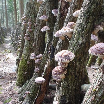 ふるさと納税 九重町 大分産椎茸どんこ90g |  | 02