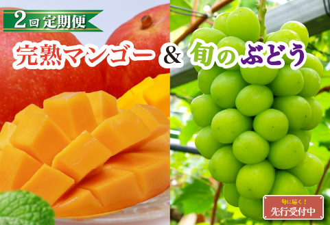 【全2回・フルーツ定期便】小林市産 完熟マンゴー＆旬のぶどう 定期便（フルーツ マンゴー ブドウ シャインマスカット 果物 定期便 2026 宮崎）
