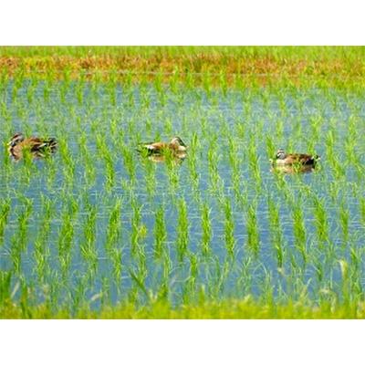 ふるさと納税 南魚沼市 南魚沼産(しおざわ)こしひかり　栽培期間中農薬を8割減らして育てたお米　精米10kg(2kg×5袋) |  | 01