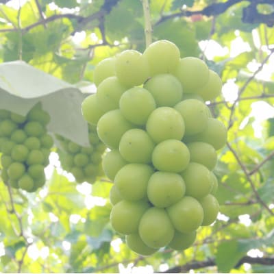 厳選!シャインマスカット約1.8～2.0kg　3～5房入り【配送不可地域：離島】