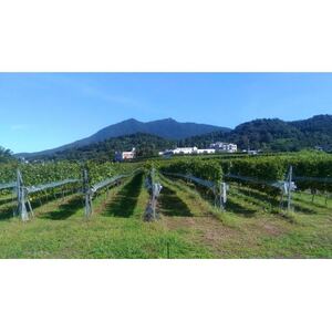 【離島・沖縄配送不可】つくばワイナリー ツインピークスブラン　750ml【配送不可地域：離島・沖縄県】【1691022】