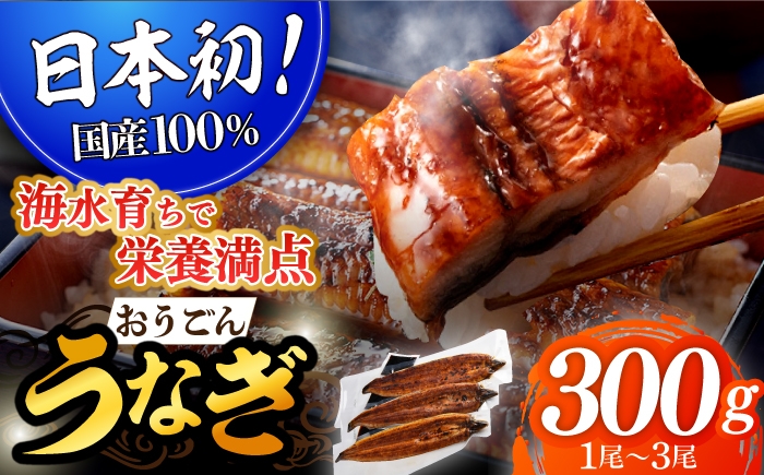 
            【着日指定 可能】【日本初！海水で養殖】長崎県産おうごんうなぎ 約300g（1尾〜3尾） 平戸市 / 松永水産 うなぎ 鰻 ウナギ 土用丑の日 九州産 蒲焼 かばやき   [KAB110]
          