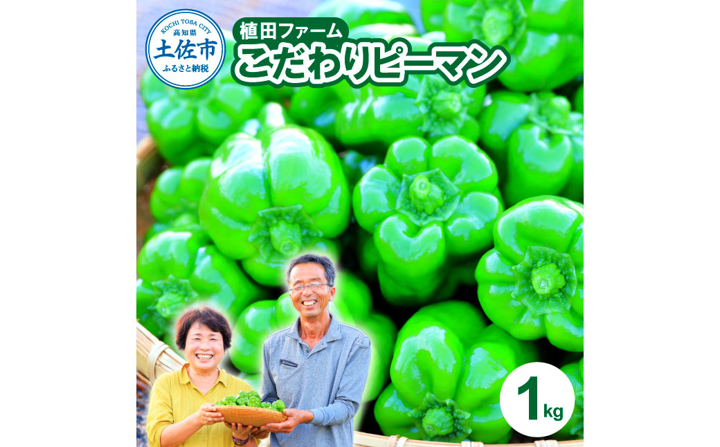 【先行予約】高知県産 植田ファームのこだわりピーマン 1kg〈2026年10月1日～2027年6月下旬〉 ピーマン 甘い 新鮮野菜 サラダ 野菜 おかず 詰め合わせ 絶品 お取り寄せ 美味しい 料理 おうちごはん 新鮮 高知県 土佐市【株式会社植田ファーム】[BQAT001]
