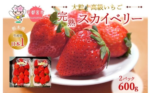 【2月発送】高級いちご 完熟スカイベリー2パック 600g ｜ いちご 栃木  スカイベリー 甘い 糖度 旬 新鮮 フルーツ 果物 アレンジ スイーツ いちごジャム フルーツサンド 贈答用 プレゼント