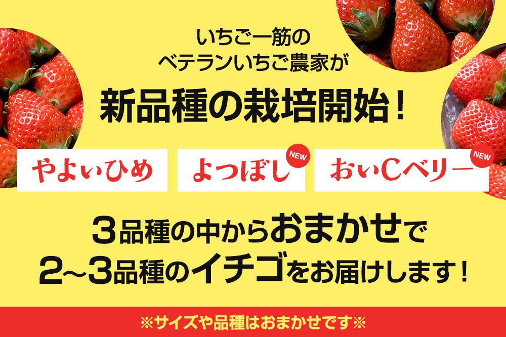 《2026年1月上旬〜2月上旬発送》旬の採れたて厳選イチゴを食べ比べ！《2〜3品種》約1kg 詰め合わせセット（サイズ・品種おまかせ）
