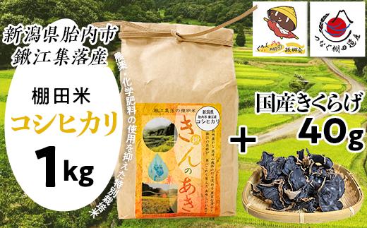 
            国産きくらげ40g＋棚田米きんのあき1kg
          