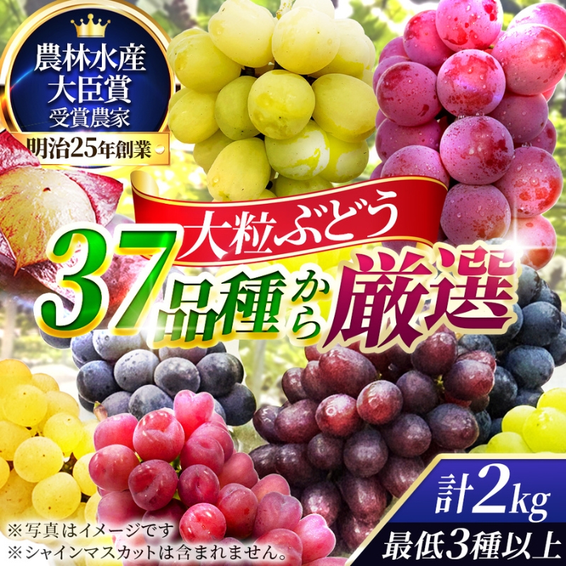 【37品種から厳選】大阪・柏原から届く「旬の宝石箱」大粒ぶどう詰め合わせ（シャインマスカット含まず）約2kg（2026年先行予約 8月下旬～9月上旬発送分）