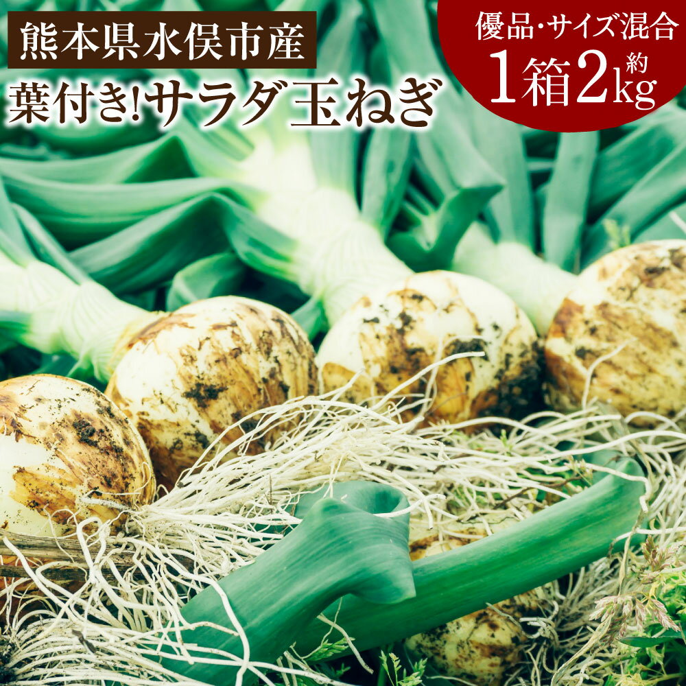 【ふるさと納税】1年に1度だけ!葉付きで味わうサラダ玉ねぎ 約2kg 優品 サイズ混合 ＜栽培期間中農薬不使用/熊本県水俣市産/耕人舎＞ 玉葱 玉ねぎ 新玉ねぎ 春 野菜 九州 熊本県 水俣市産 耕人舎 送料無料【2026年1月下旬-2月下旬発送予定】