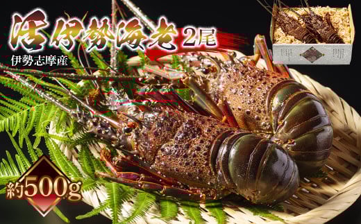 
            （冷蔵） 伊勢志摩産 活伊勢海老 ２尾入 約500g ／ 丸池 伊勢えび イセエビ 海の幸 三重県 南伊勢町
          