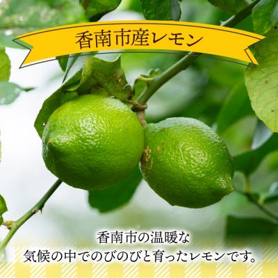 ふるさと納税 香南市 【2026年9月発送】レモン 1.5kg 香南市産 sj-0009 |  | 01