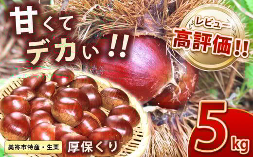 【先行予約】甘くて デカい ! 厚保くり ( 生栗 ) 5kg 山口美祢産 先行予約 ＜2025年10月上旬 ～ 11月中旬 に発送予定＞ 2Ｌサイズ ｜  山口 美祢 栗 くり 厚保 大きい 甘い 大玉 特産品 焼き栗 栗ご飯 生栗 期間限定 季節限定 先行予約 5kg